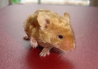 /album/vrhy-fotecky/vrhy/